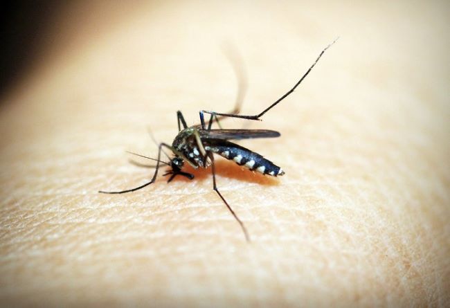 Top 20 công ty diệt muỗi tại Đà Nẵng chuyên nghiệp nhất