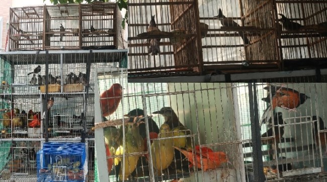 Tiệm chim cảnh giá rẻ TPHCM| Nguồn: Chim cảnh A Bờm