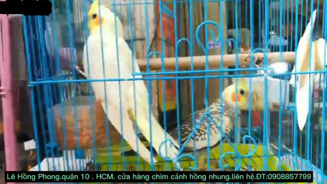 Cửa hàng chim cảnh đẹp, giá rẻ TPHCM| Nguồn: Chim cảnh Hồng Nhung