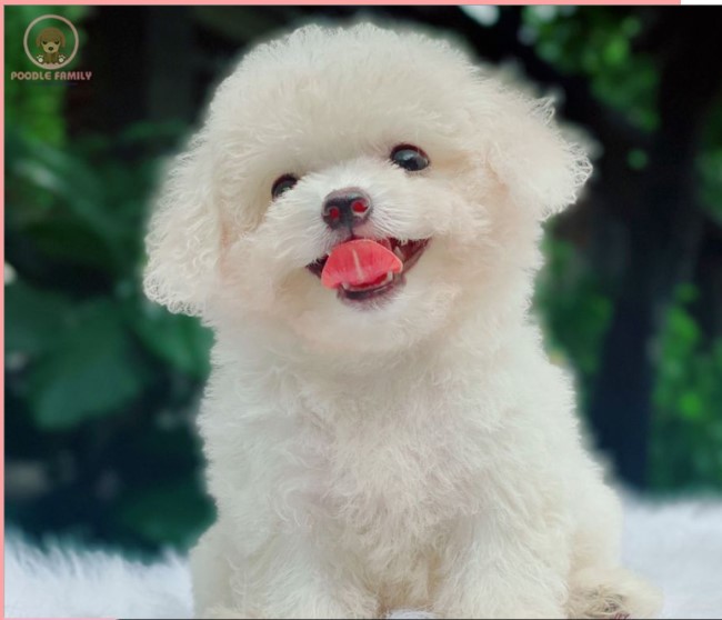 Cửa hàng mua bán chó cảnh uy tín| Nguồn: Poodle Family Sài Gòn